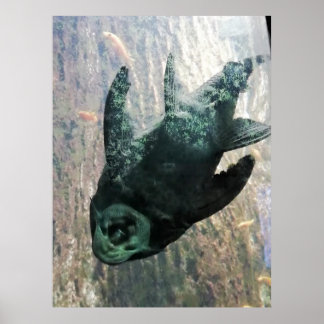 藻類は水槽で食べる。 ポスター