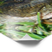 藻類顔スナッパーカメ フォトプリント            (角)