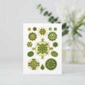 藻類 ポストカード (スタンド正面)