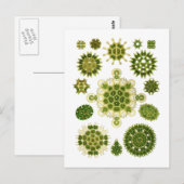 藻類 ポストカード (正面/裏面)