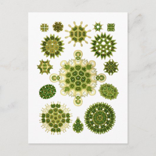 藻類 ポストカード (正面)