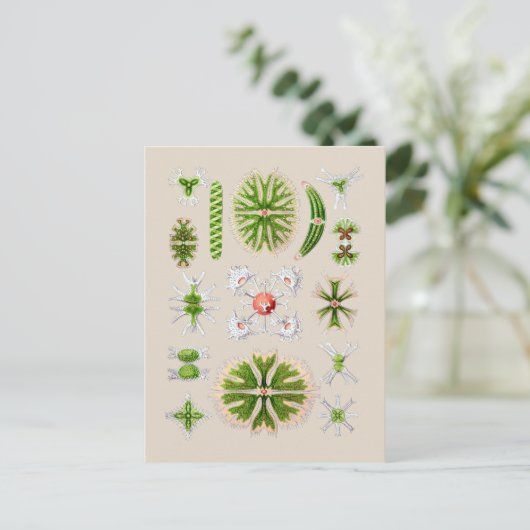 藻類 ポストカード (スタンド正面)