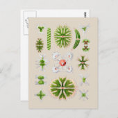 藻類 ポストカード (正面/裏面)