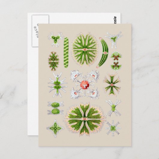 藻類 ポストカード (正面/裏面)