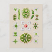 藻類 ポストカード (正面)