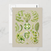 藻類 ポストカード (正面/裏面)