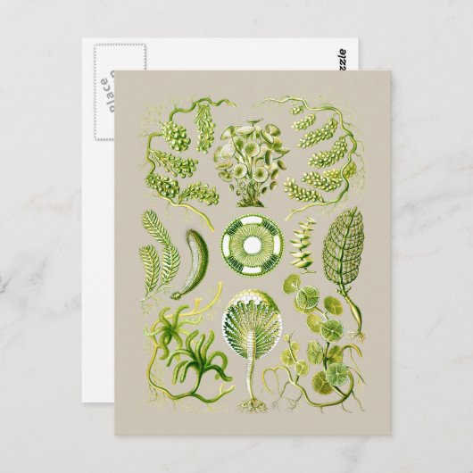 藻類 ポストカード (正面/裏面)