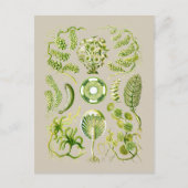 藻類 ポストカード (正面)