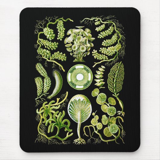 藻 マウスパッド (正面)