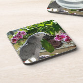 蘭とアフリカの灰色のオウム コースター (左側)