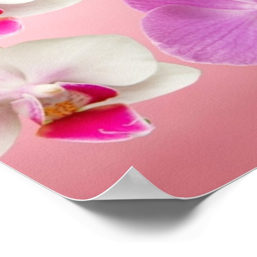 蘭と蝶ポスター ポスター (角)