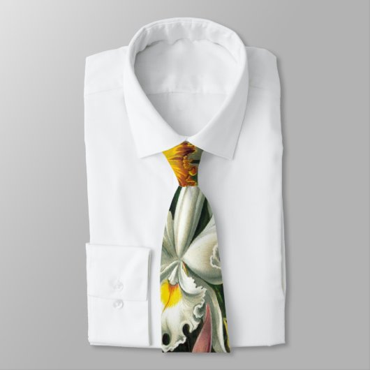 蘭のタイ ネクタイ (タイ)