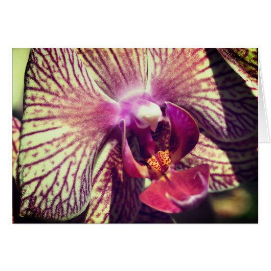蘭の花のクローズアップ 写真 ノートカード (正面横)