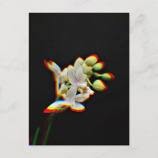 蘭の花の光る効果 ポストカード (正面)