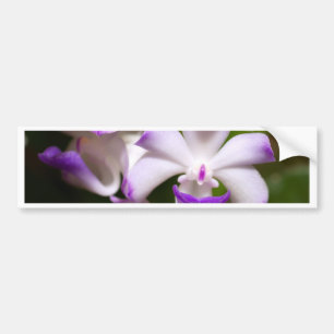 蘭の花の閉められている バンパーステッカー
