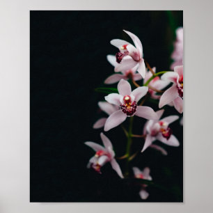 蘭の花の黒い背景 ポスター