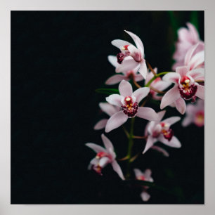蘭の花の黒い背景 ポスター