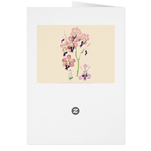 蘭の花ピンクと紫の斑点のカ空白のード (裏面)