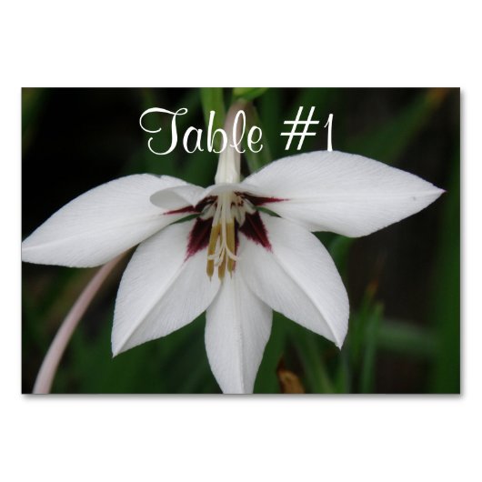 蘭の花 テーブルナンバー (正面)