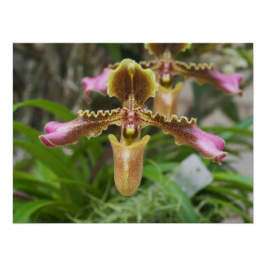 蘭の花 ポスター (正面)