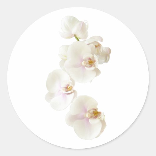 蘭の花 ラウンドシール (正面)