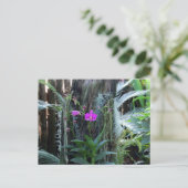 蘭の葉書 ポストカード (スタンド正面)