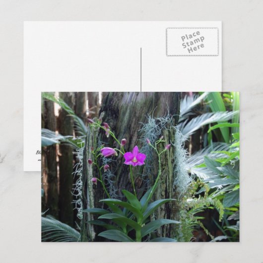 蘭の葉書 ポストカード (正面/裏面)