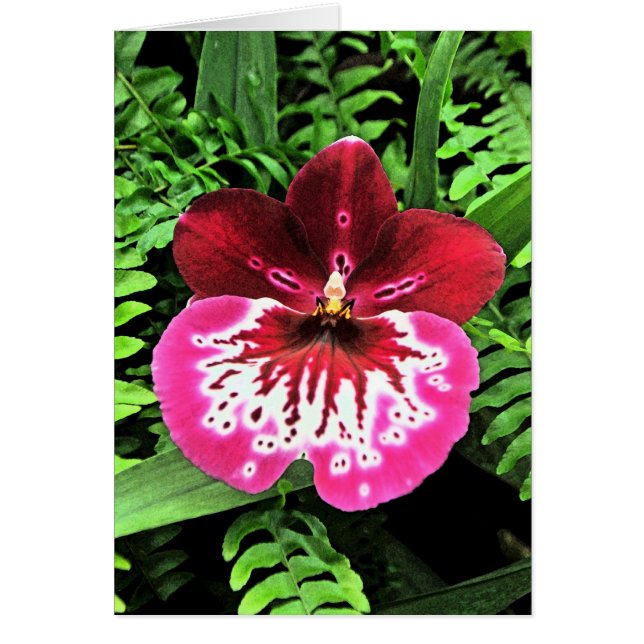 蘭の蘭の蘭 (正面)