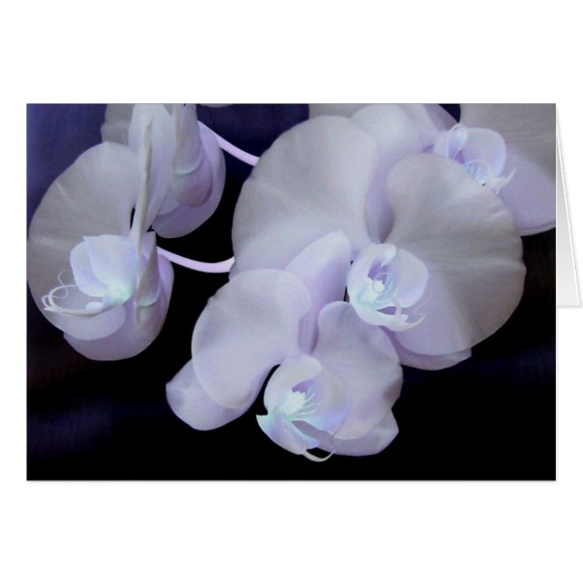 蘭の開花 (正面横)