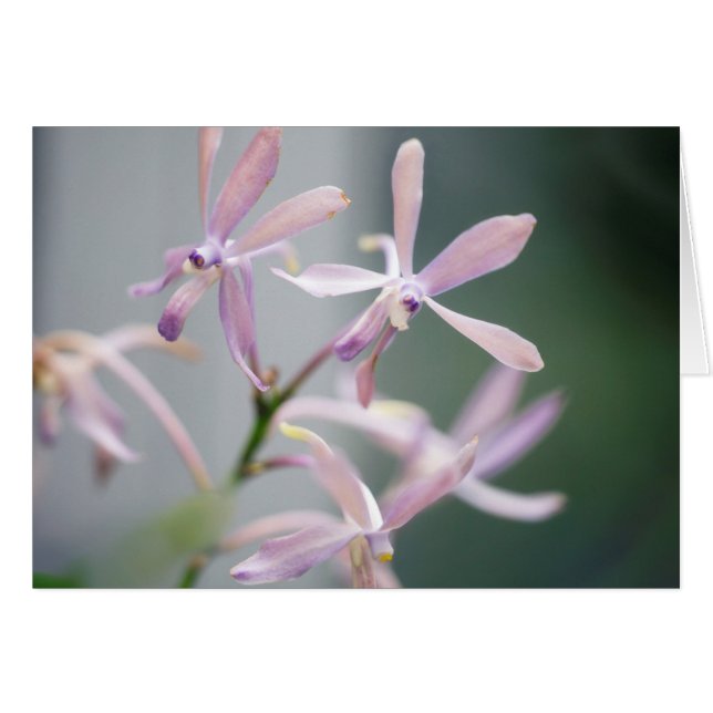 蘭のDarwinaraのチャーム「青いPacific (正面横)