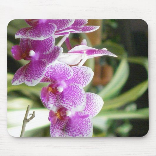 蘭のmousepad マウスパッド (正面)