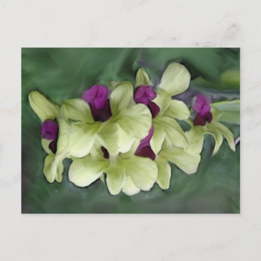 蘭はがき ポストカード (正面)
