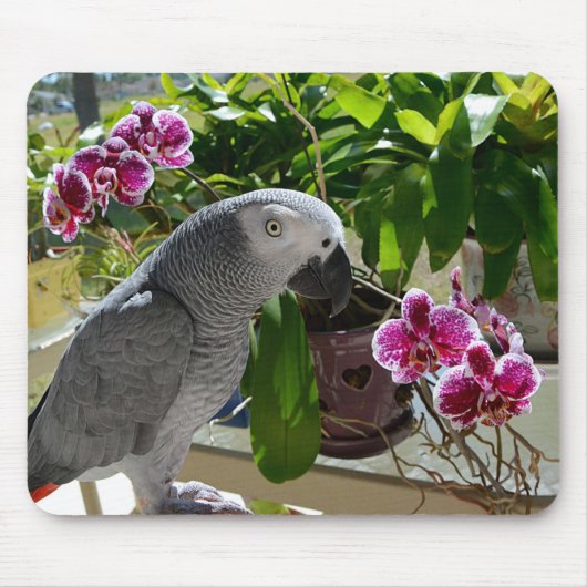 蘭を持つアフリカ灰色のオウム マウスパッド (正面)