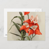 蘭ブルーミングフラワーヴィンテージ旧イラストレーション ポストカード (正面/裏面)