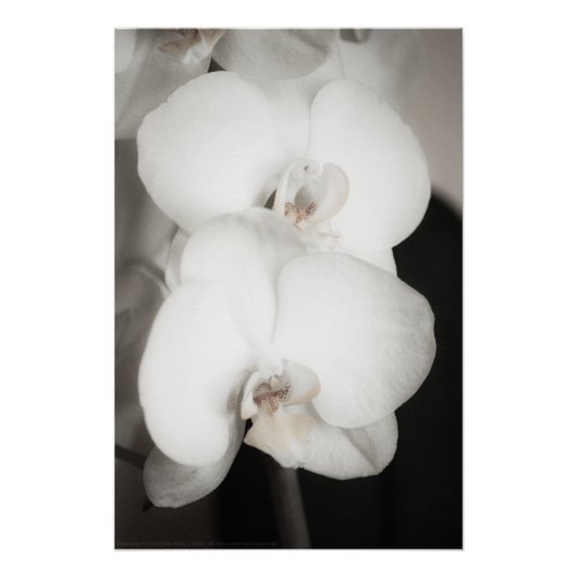 蘭8931 ポスター (正面)