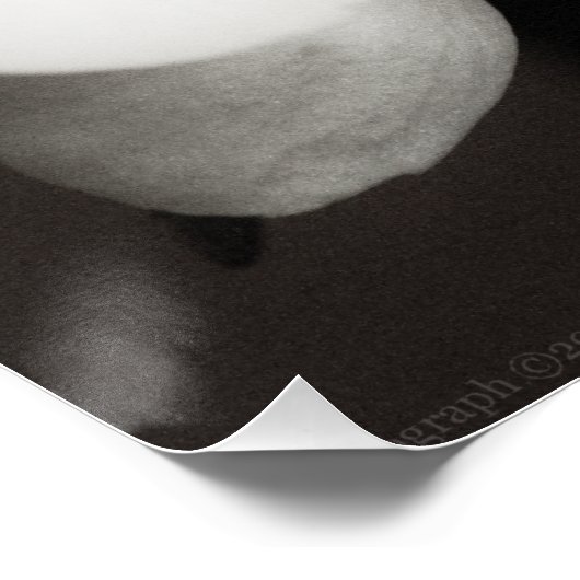 蘭8931 ポスター (コーナー)