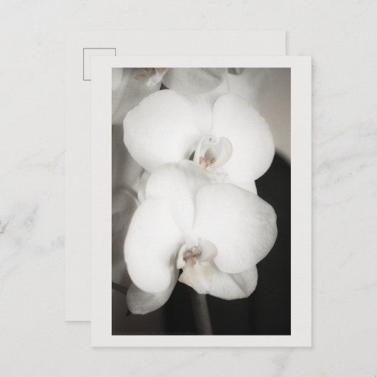 蘭8931 ポストカード (正面/裏面)