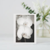 蘭8931 ポストカード (スタンド正面)