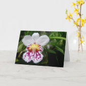 蘭 カード (黄色い花)