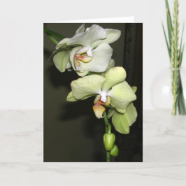 蘭 カード