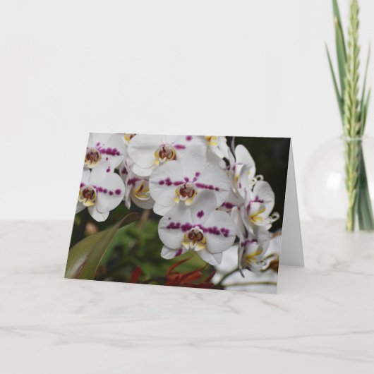 蘭、カード カード (正面)