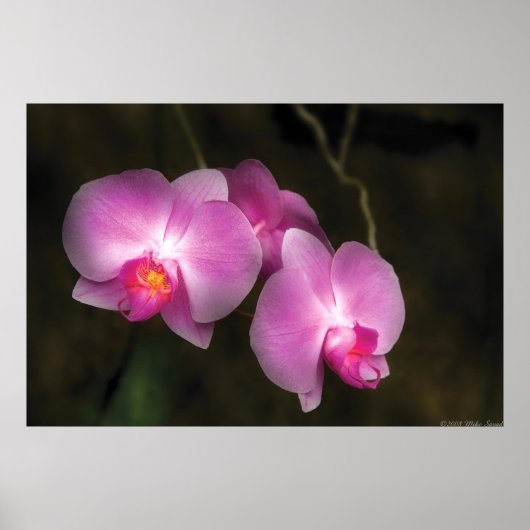 蘭 – セットの中で良い ポスター (正面)