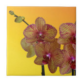 蘭 タイル (正面)