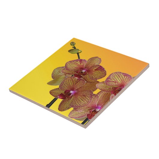 蘭 タイル (側面)