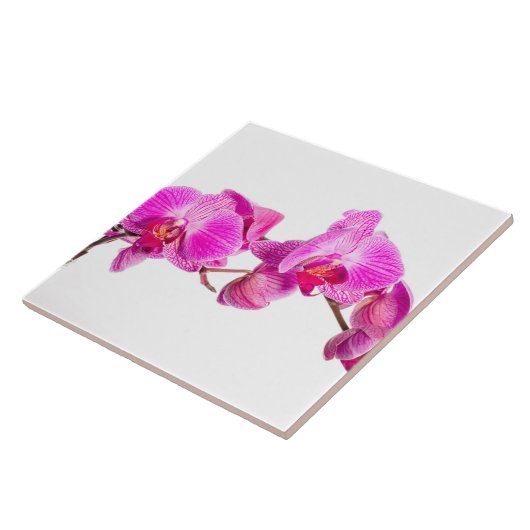 蘭 タイル (側面)