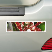 蘭 バンパーステッカー (車上)