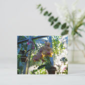 蘭 ポストカード (スタンド正面)