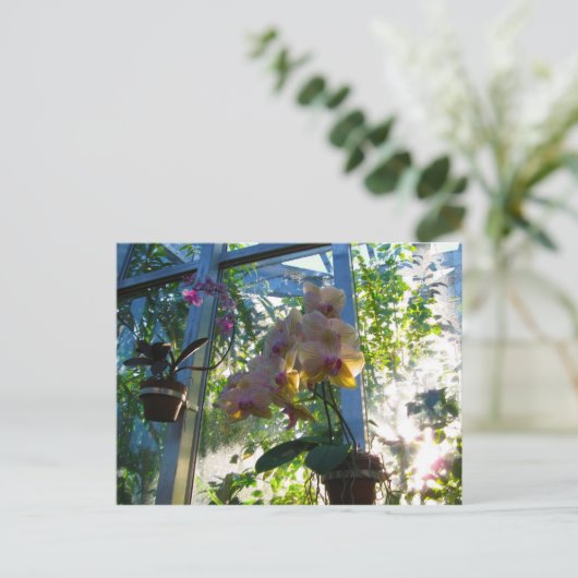 蘭 ポストカード (スタンド正面)