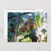 蘭 ポストカード (正面/裏面)