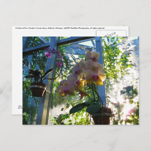 蘭 ポストカード (正面/裏面)